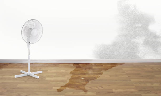 Best Basement water damage restoration  in Lexington, TN