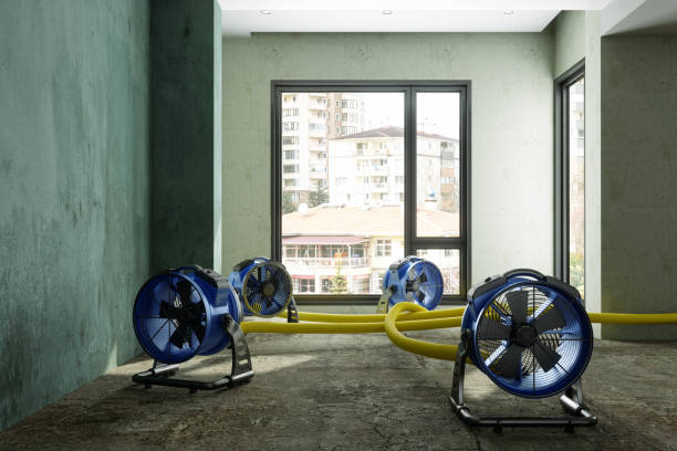 Best Basement water damage restoration  in Lexington, TN